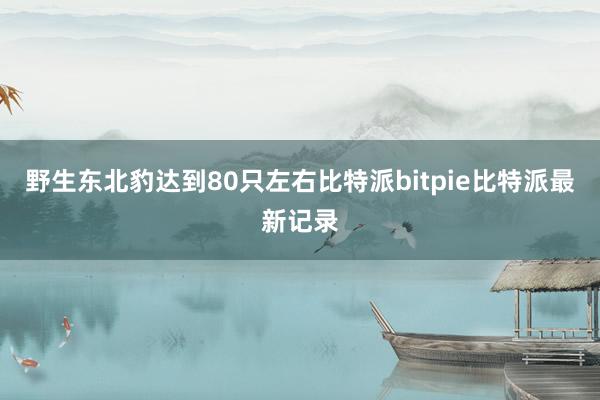 野生东北豹达到80只左右比特派bitpie比特派最新记录